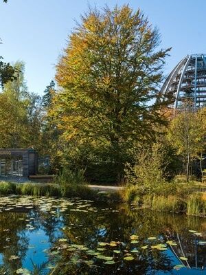 Der Baumwipfelpfad im Nationalpark Bayerischer Wald mit viel Bäumen